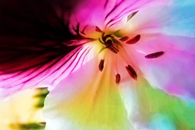 Flower Wallpaper Backgrounds   1648087