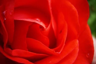 Flowers Wallpaper Backgrounds   HD Wallpapers And Pictures