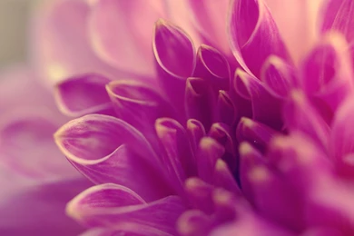 Flower Wallpaper Backgrounds