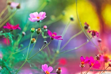 Flower Desktop Wallpapers   63