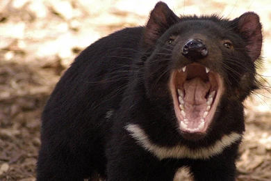 Free Tasmanian Devil Wallpapers   Animals Town