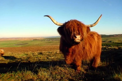 Angry Bull Wallpapers Picturesmaiconlorenzeti