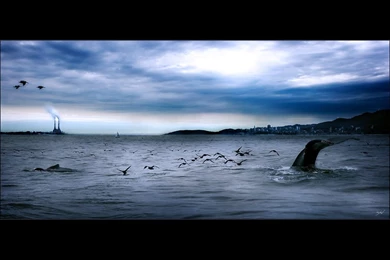 Whales: Large Whale Blue Ocean Birds Clouds Tail Sky Desktop ...