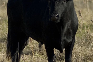 Animals Wallpapers: Dangerous Black Bull HD Wallpapers 2012