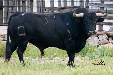 Black Animals Bull Wallpapers