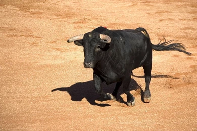 Free Wallpapers Magazine: Animal Wallpapers 7