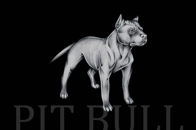 Pit Bull Wallpapers