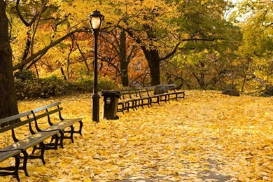 New York Central Park Autumn Wallpaper.jpg