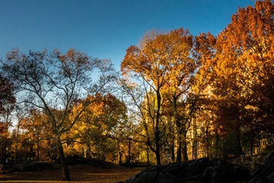 Autumn In Central Park Wallpapers :: HD Wallpapers