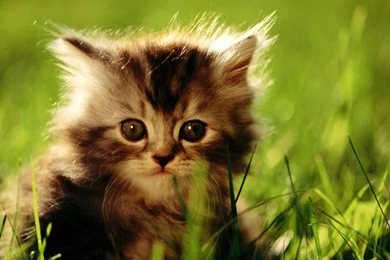 Cat Wallpapers 1600x900 Wallpapers,other 1600x900 Wallpapers ...