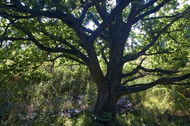 Tree Backgrounds Wallpapers 37851