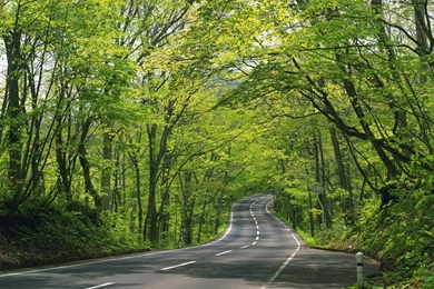 Tree Wallpapers For Walls 2015 Grasscloth Wallpapers