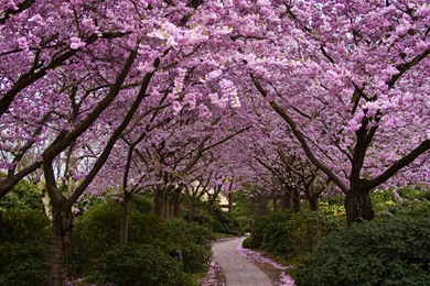 Wallpapers: Cherry Tree