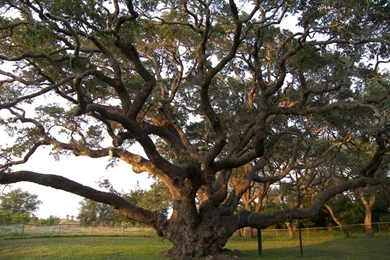 Big Green Tree HD New Wallpapers Free Downoad