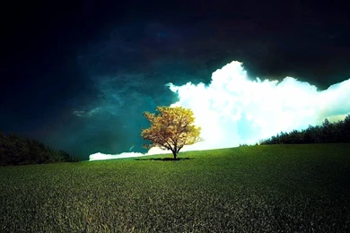 2031 Tree HD Wallpapers