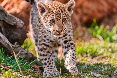 Jaguar Animal HD Wallpapers