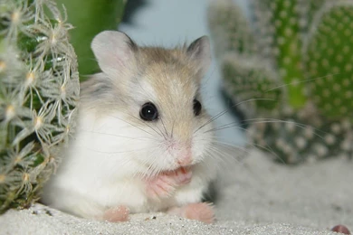 Hamster wallpaper hd.jpg