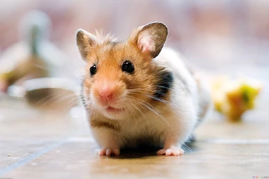 Cute Hamster Wallpapers
