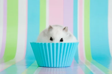 22 Hamster HD Wallpapers