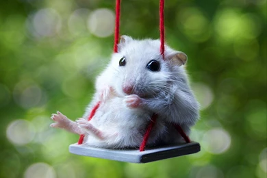 Hamster Wallpapers HD Full HD Animal Wallpapers   PowerballForLife