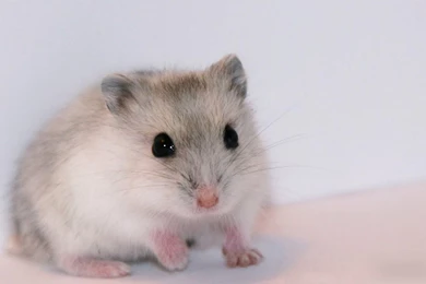 Hamster Wallpapers Full HD Animal Wallpapers   PowerballForLife