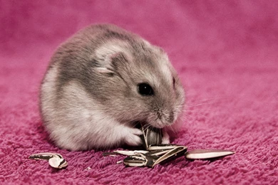 22 Hamster HD Wallpapers