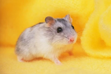Funny Hamster Photo Wallpapers HD