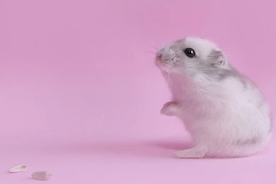 Pet Hamster HD Photography Wallpapers 5 Animal Wallpapers Free ...