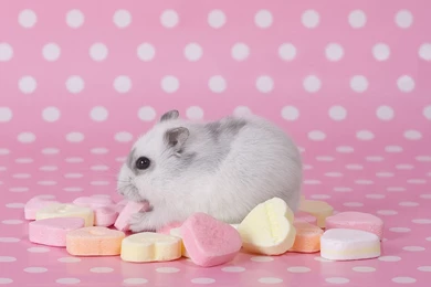 File Name Hamster Eating Sweets Animal Hd Wallpapers 1920x1200 8051 ...
