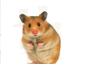 Cute Hamster   Hamsters Wallpapers (14115944)   Fanpop