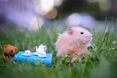 Hamster Wallpapers