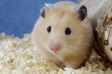 Cute Animal Hamster Wallpaper Backgrounds