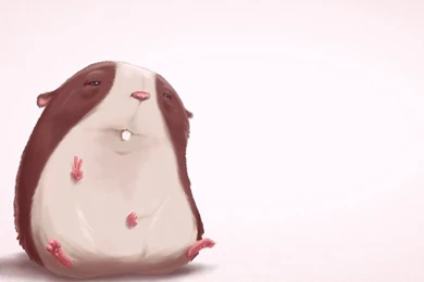 Funny Hamsters Wallpapers For Widescreen Funny Animal ...