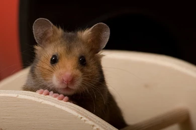 Hi I M Male Syrian Hamster 100401 Jpg Full HD Animal Wallpapers ...