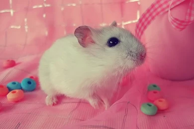 Pet Hamster HD Photography Wallpapers 6 Animal Wallpapers Free ...