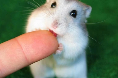 Green Animals Little Ing Tongue Hamster Hd Wallpapers   (