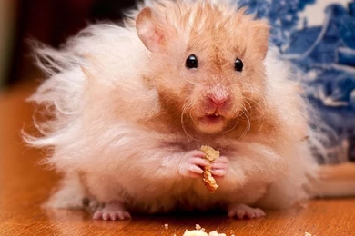 1280x960 Fluffy Hamster Wallpapers