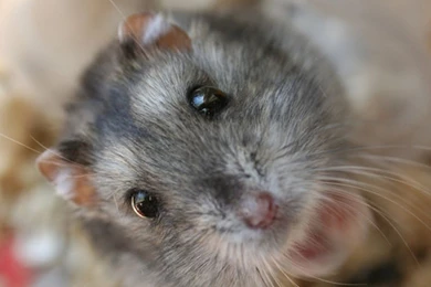 Hamster Wallpapers For Android