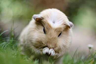 Hamster Wallpapers Photo