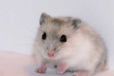 Pink Hamster 1152x864 Wallpapers, 1152x864 Wallpapers & Pictures ...