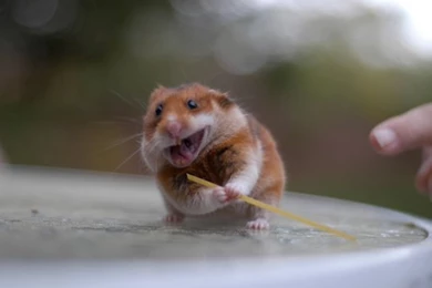 Ninja Hamster Wallpapers   Free Ninja Hamster Wallpapers ...