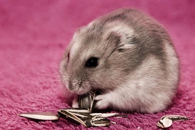 Hamster On A Pink Carpet Wallpapers   Free Wide HD Wallpapers