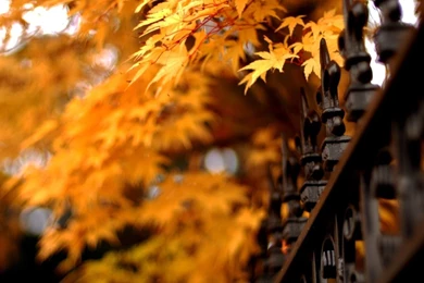 Desktop orange wallpaper hd 1080p download.jpg