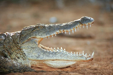 72 Crocodile HD Wallpapers