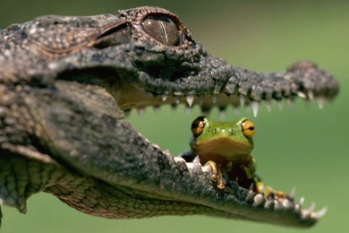 72 Crocodile HD Wallpapers