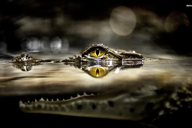 Crocodile Wallpapers   Animal Wallpapers