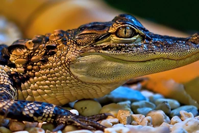 16 Crocodile HD Wallpapers