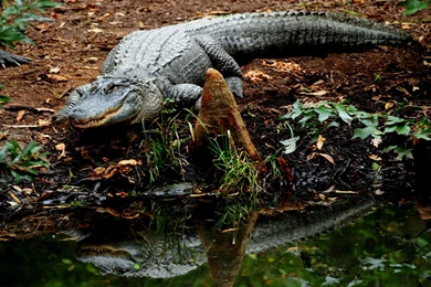 Crocodile HD Wallpapers