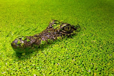 Crocodile Desktop Wallpapers   , New Wallpapers, New Wallpapers