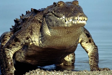 Crocodile Wallpapers